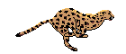 cheetah.gif